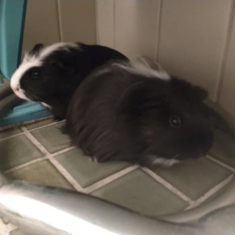 Marsvin Nuller billede 3