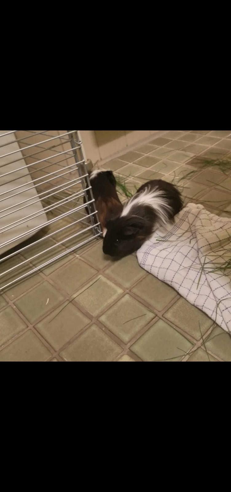 Marsvin Nuller billede 19