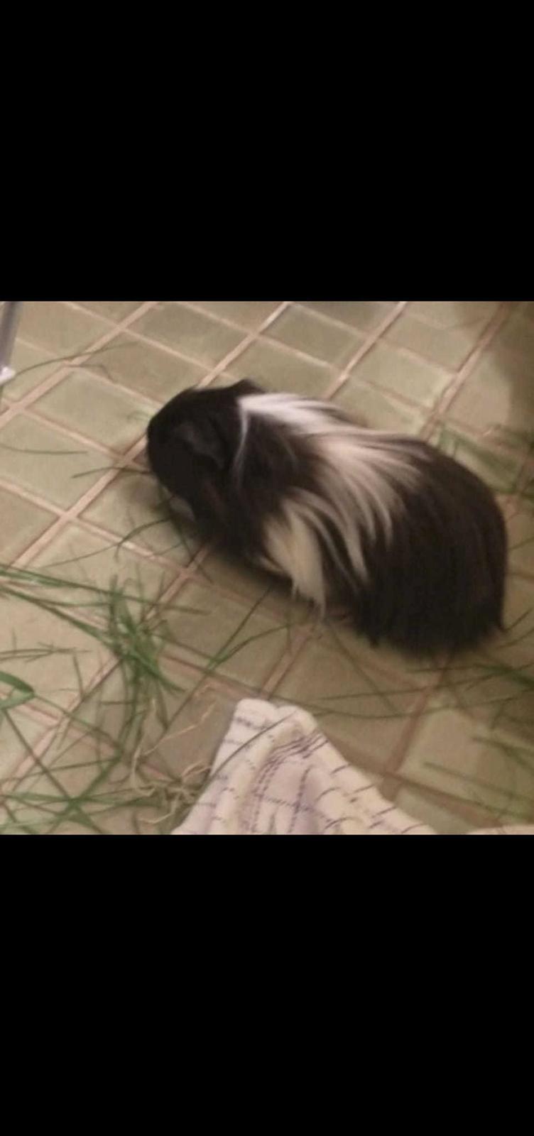 Marsvin Nuller billede 15