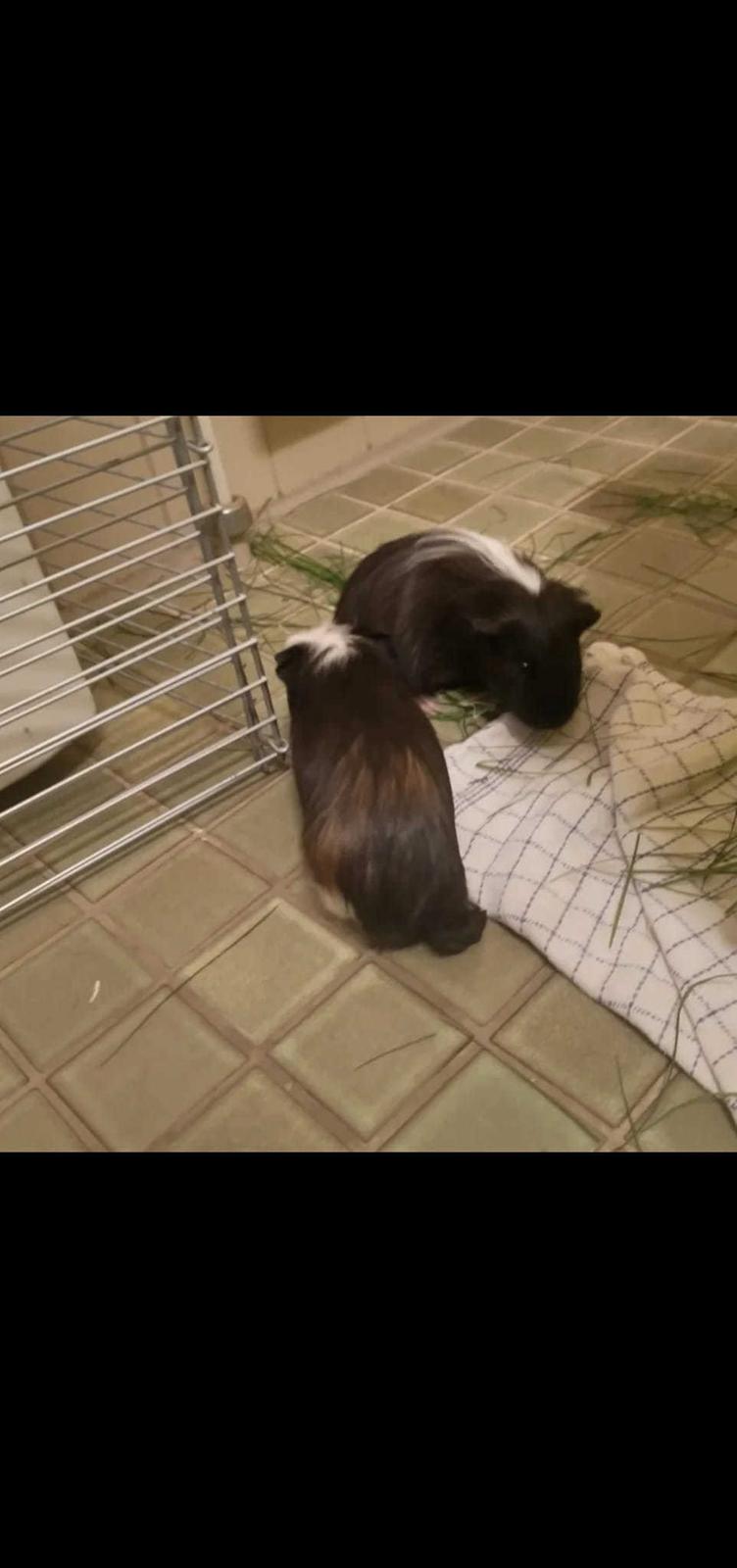 Marsvin Nuller billede 31