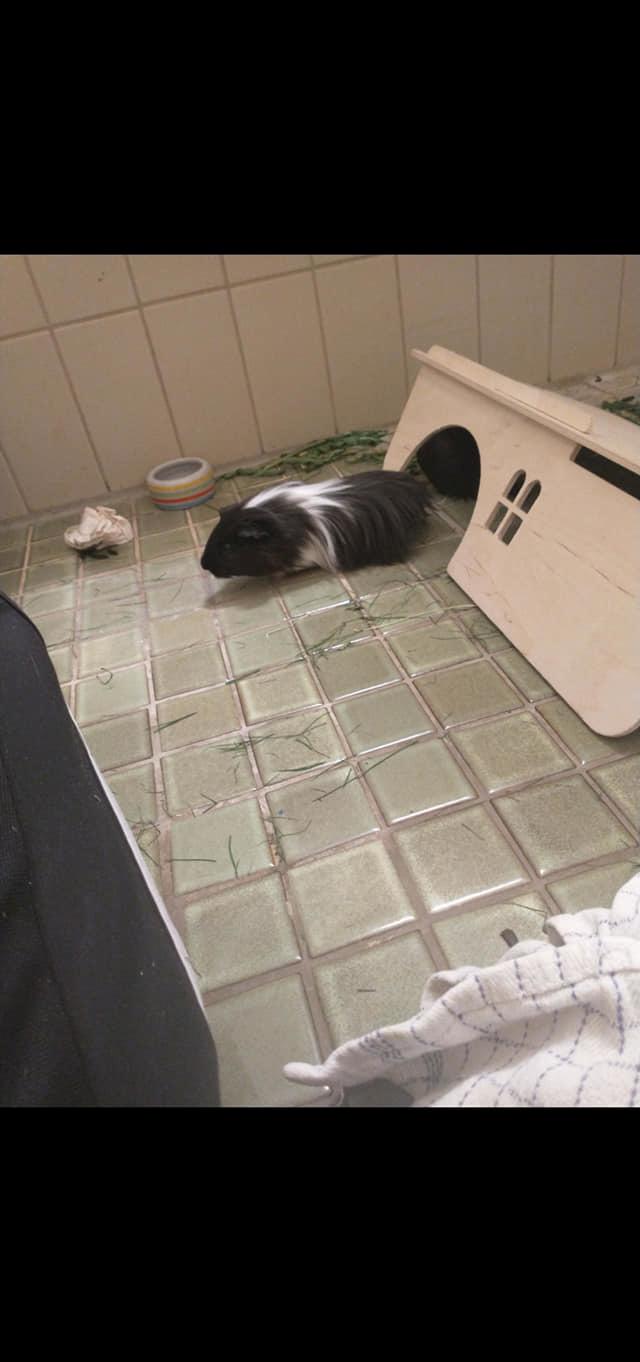 Marsvin Nuller billede 23