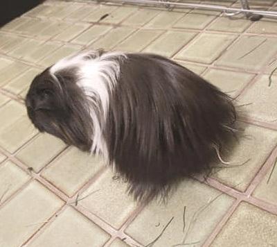 Marsvin Nuller billede 14