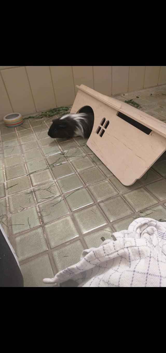 Marsvin Nuller billede 26