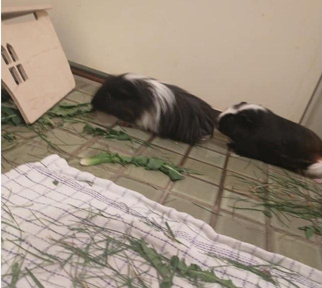 Marsvin Nuller billede 18