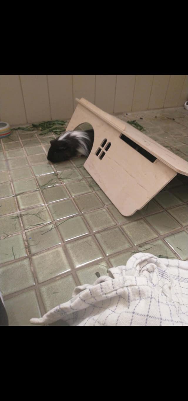 Marsvin Nuller billede 27