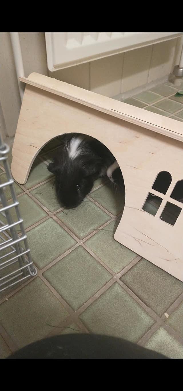 Marsvin Nuller billede 25