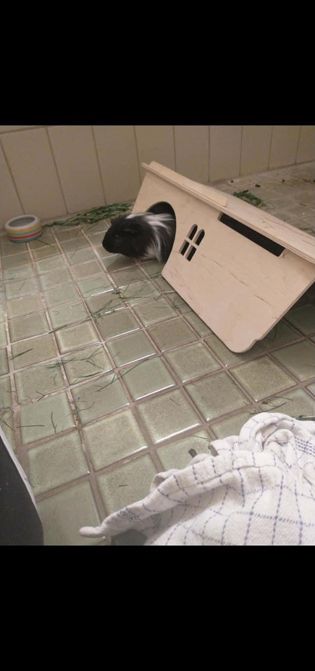 Marsvin Nuller billede 28