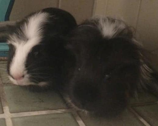 Marsvin Nuller billede 21