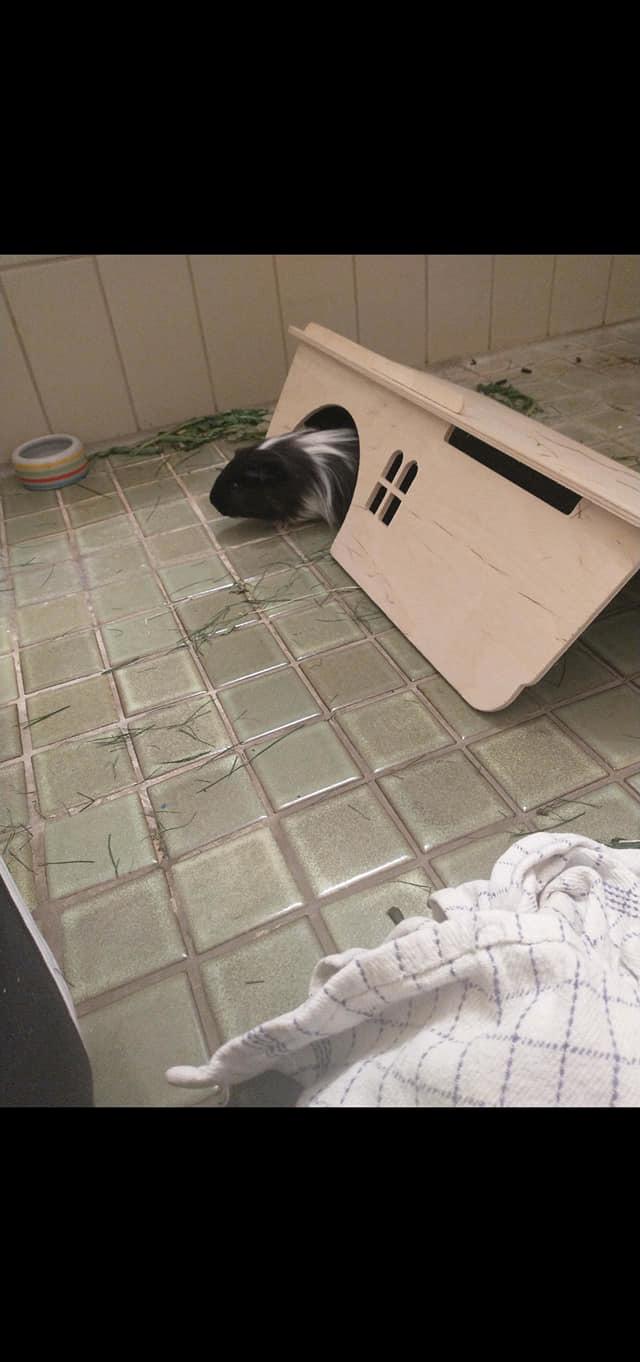 Marsvin Nuller billede 29