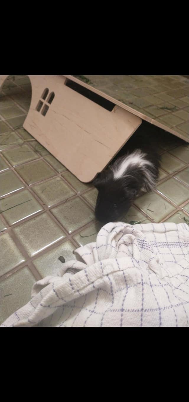 Marsvin Nuller billede 30