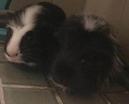 Marsvin Nuller billede 22