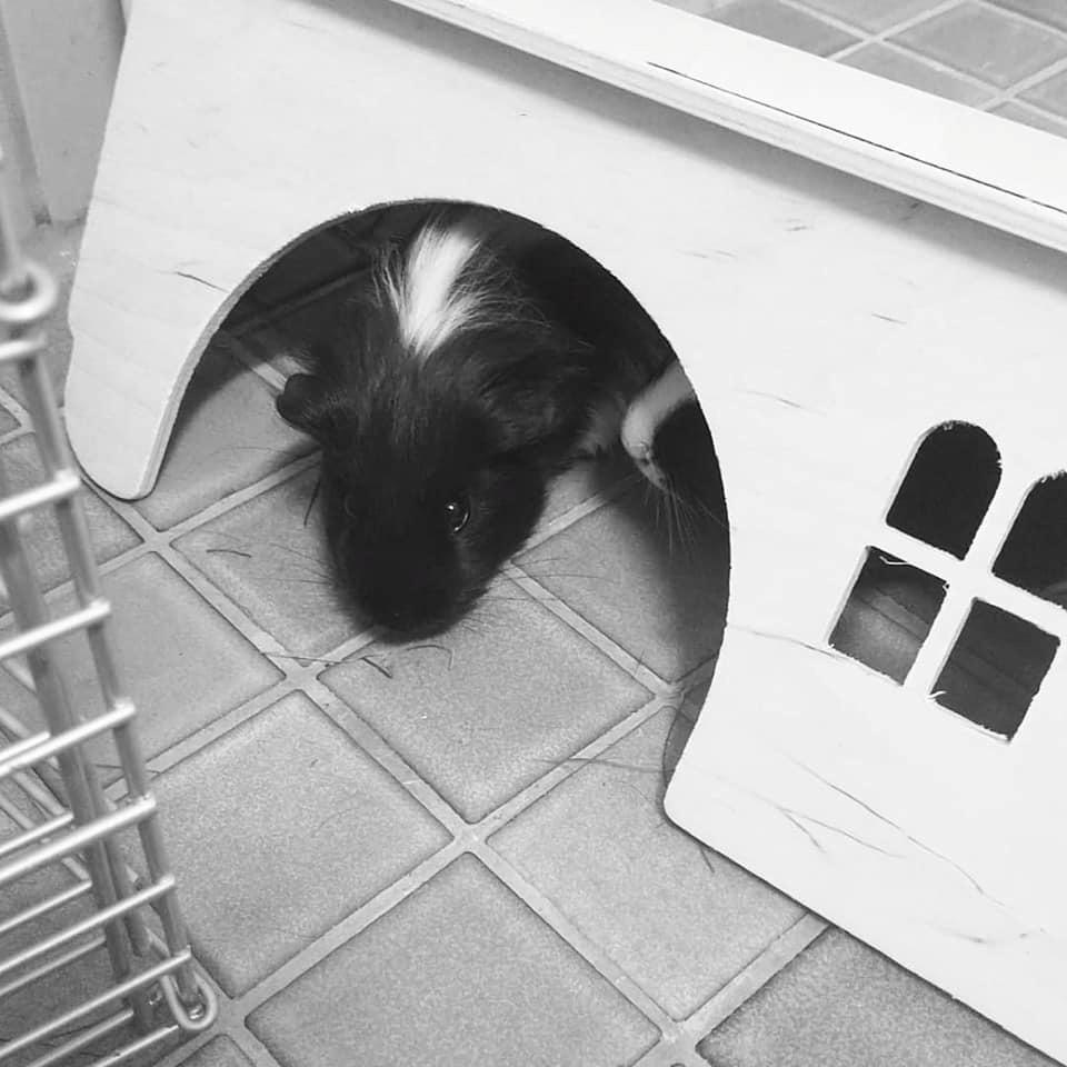 Marsvin Nuller billede 12