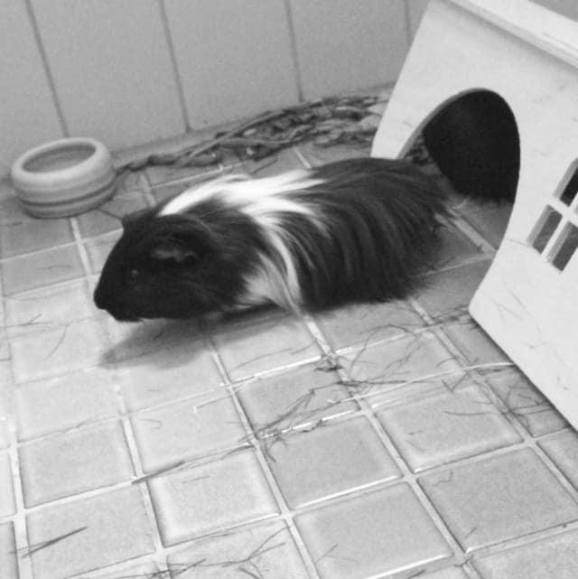 Marsvin Nuller billede 11