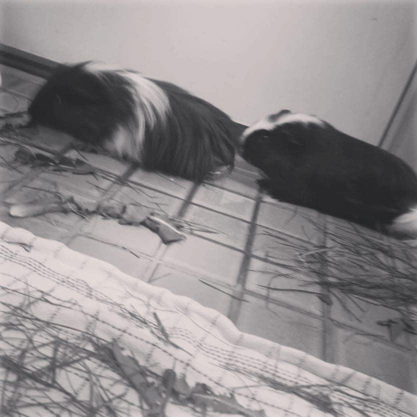 Marsvin Nuller billede 13