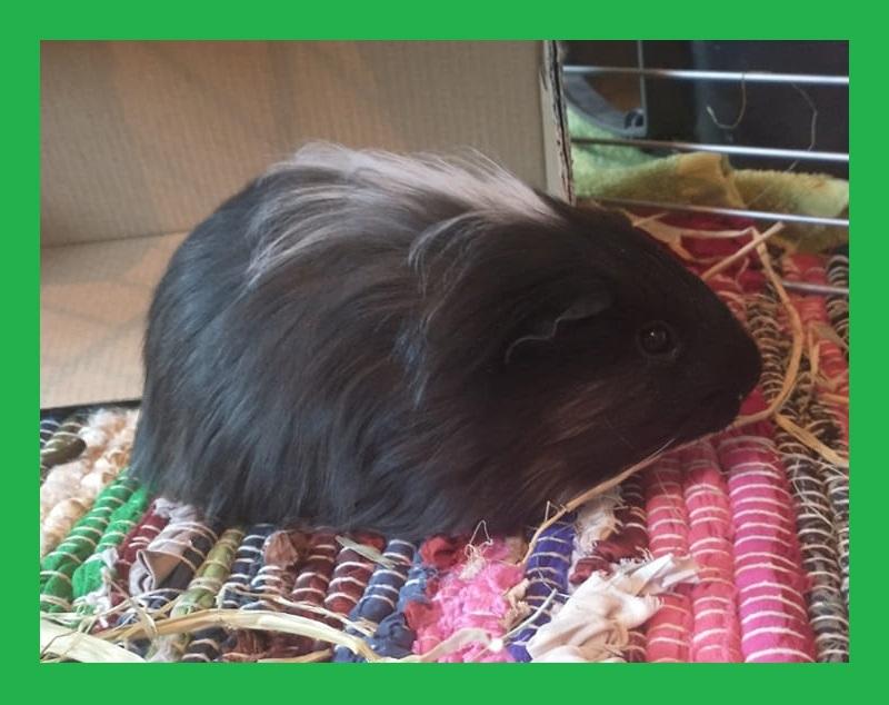 Marsvin Nuller billede 2