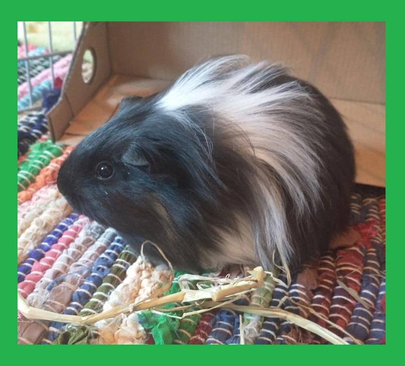 Marsvin Nuller billede 1