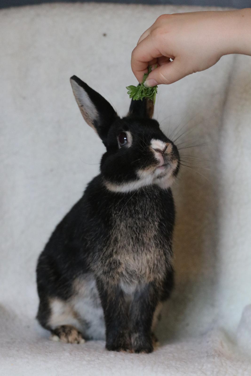 Kanin Zeca R.I.P billede 18