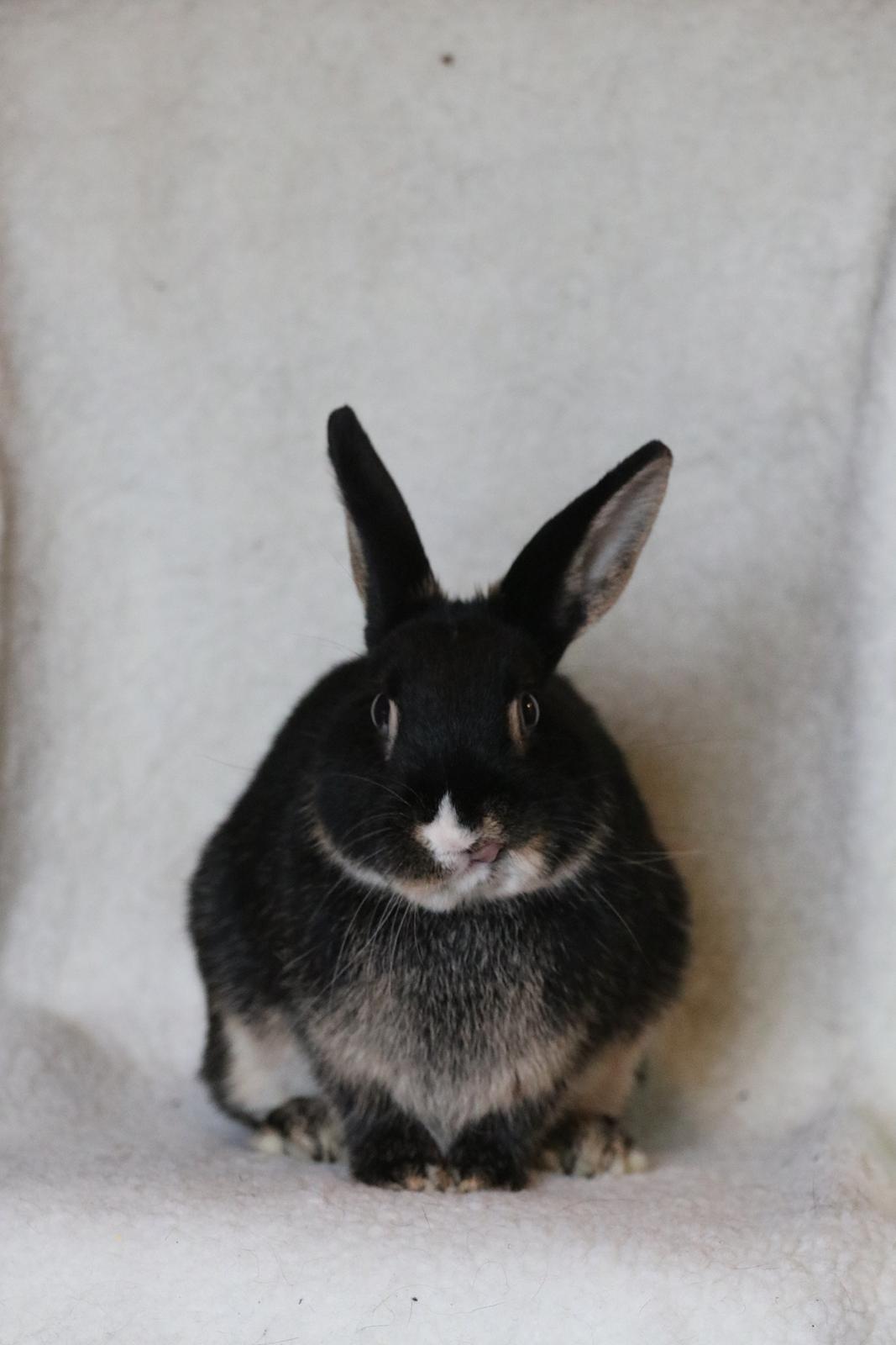 Kanin Zeca R.I.P billede 8