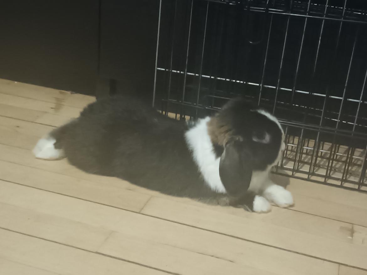 Kanin Pacho billede 5