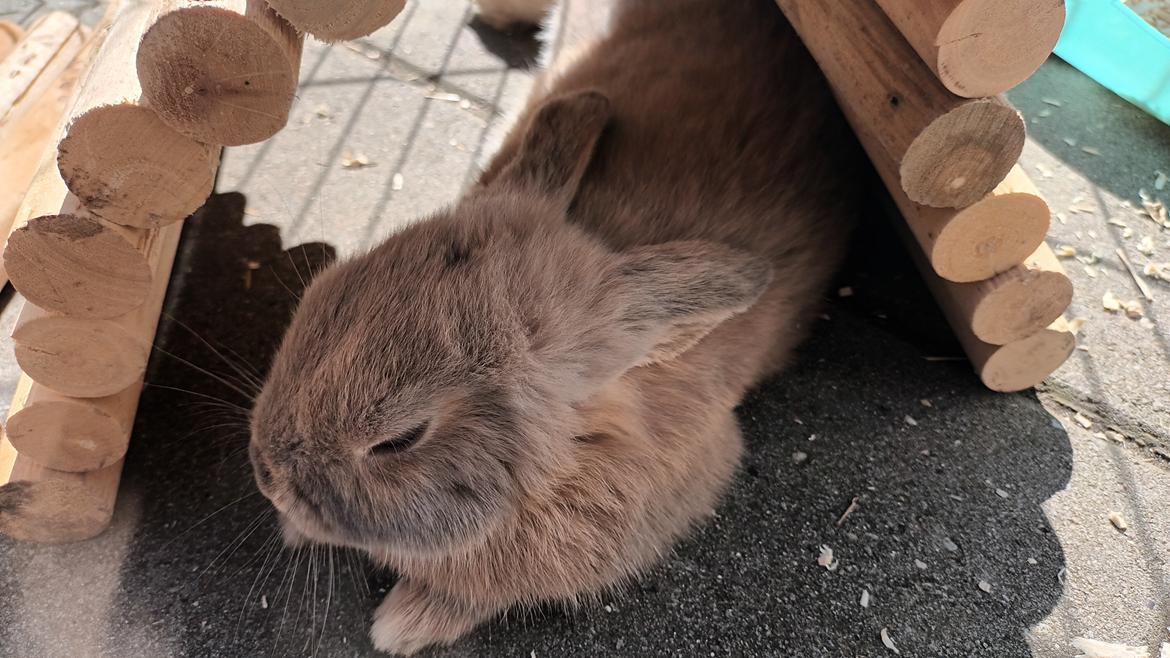 Kanin Messi - 2 mdr>>>>>>> billede 2