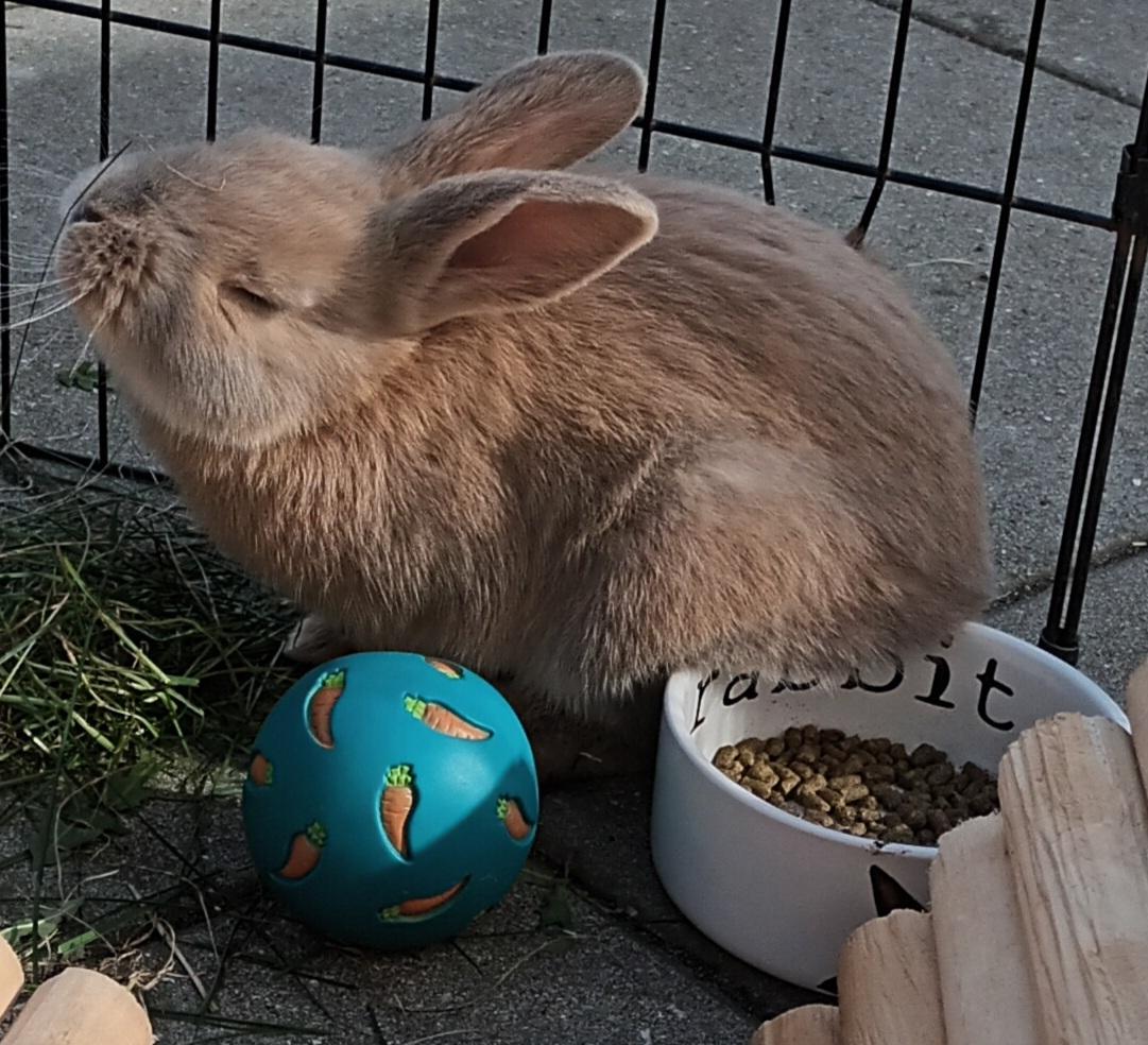 Kanin Messi billede 8