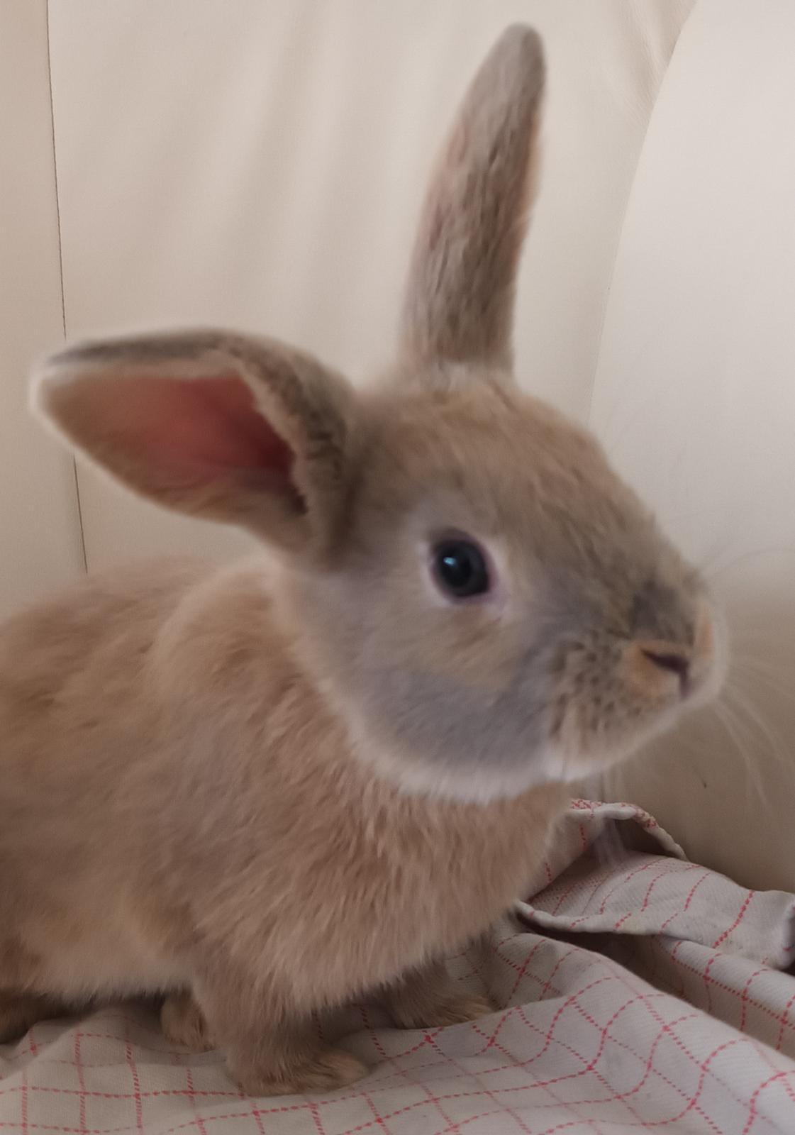 Kanin Messi billede 10