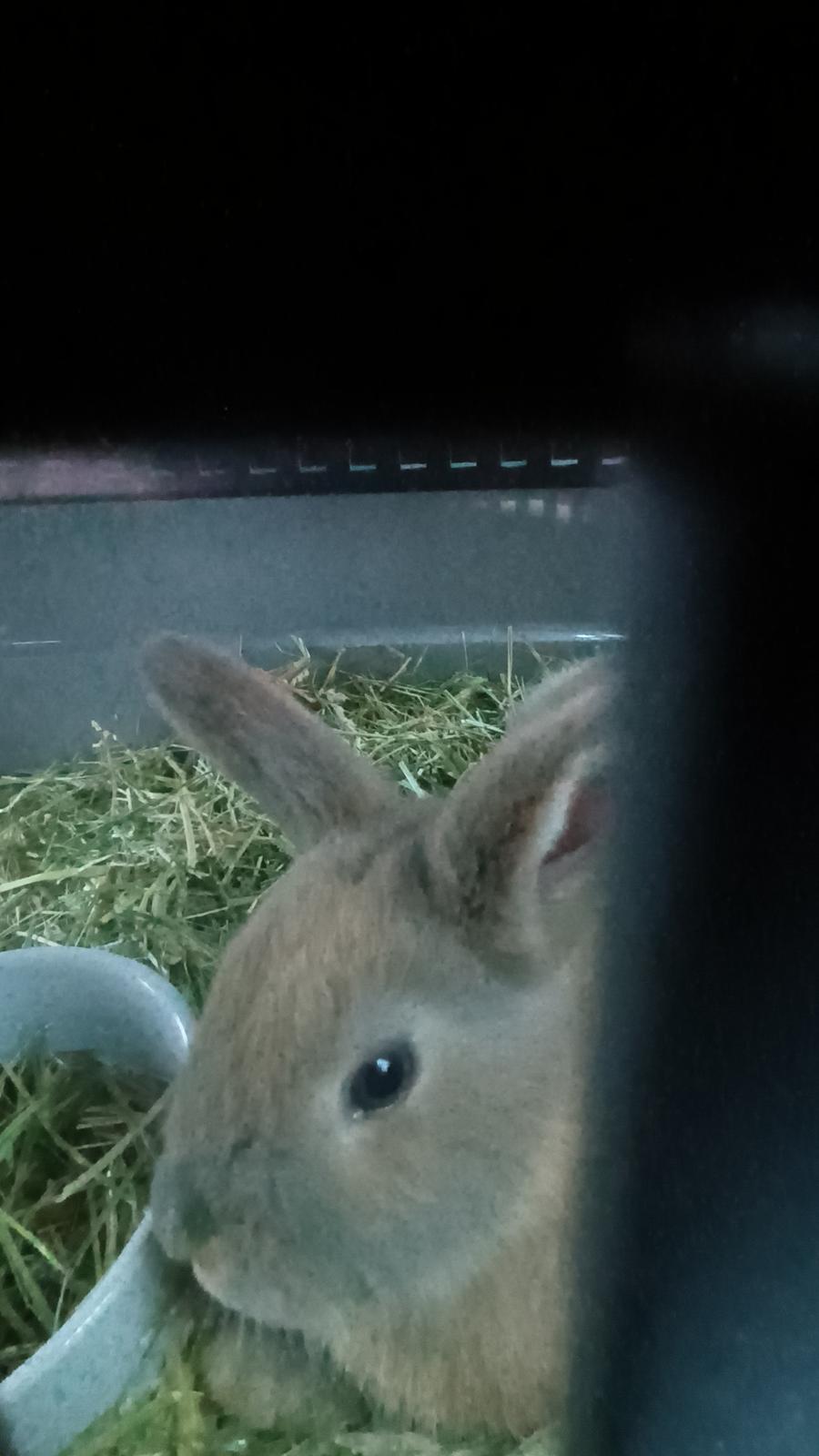 Kanin Messi billede 20