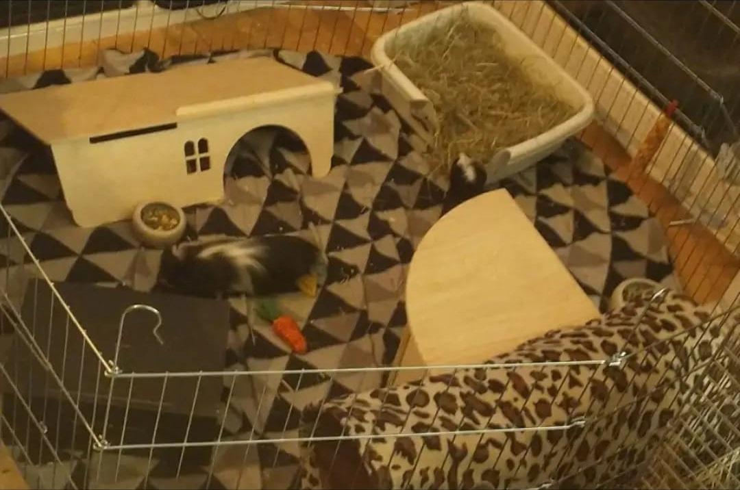 Marsvin Nuller billede 33