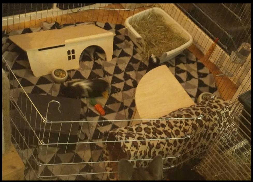 Marsvin Nuller billede 34