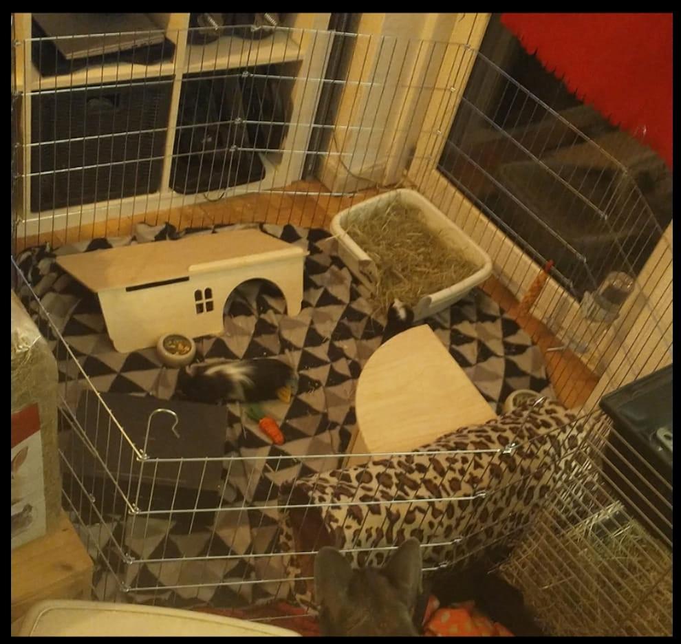 Marsvin Nuller billede 32