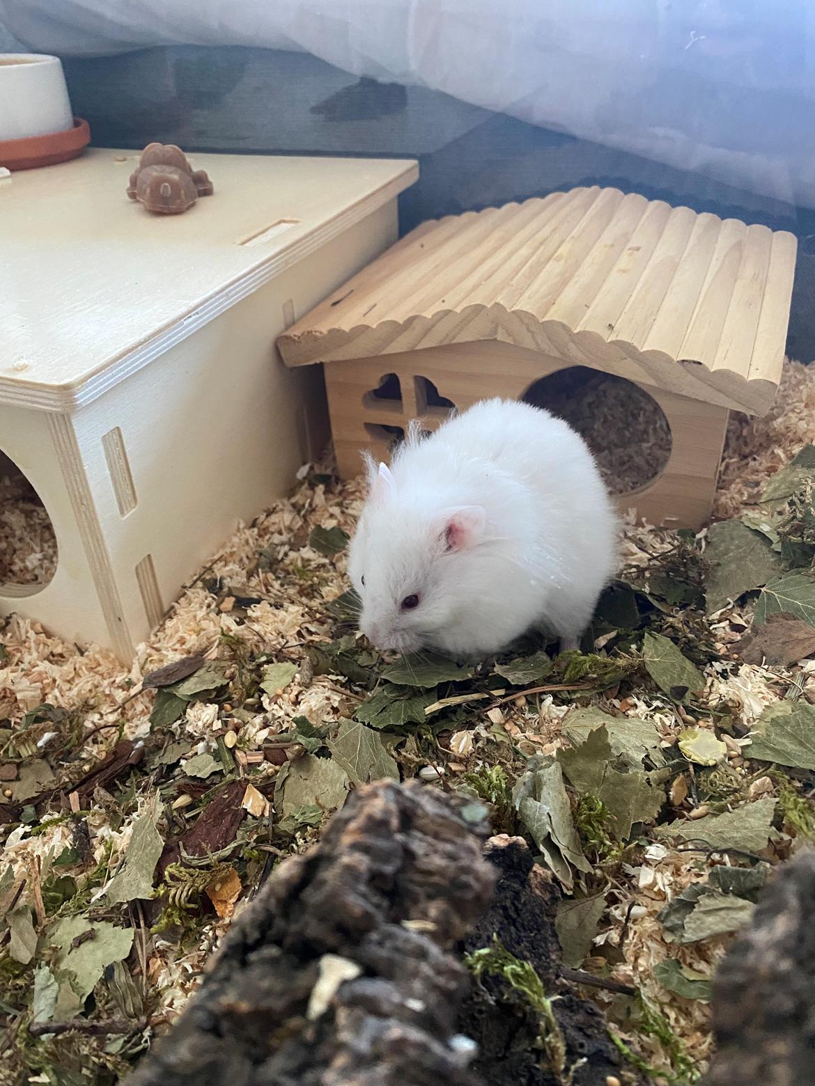 Hamster Sky *Himmelgnaver* billede 1