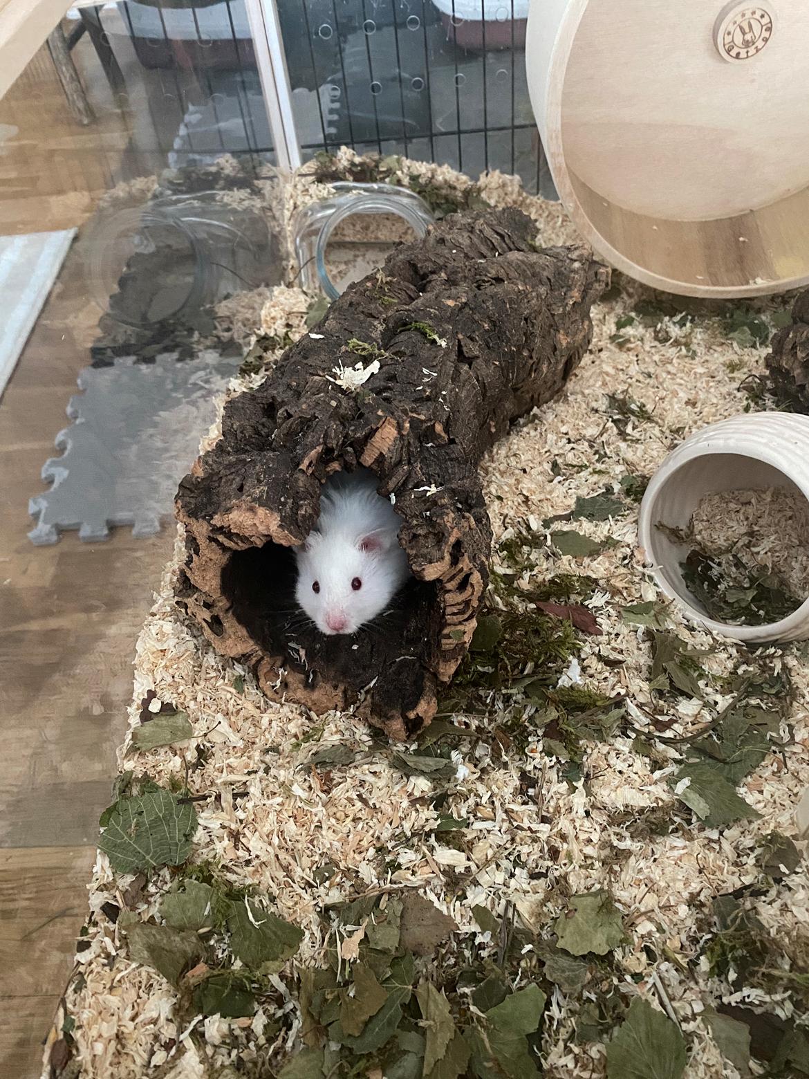 Hamster Sky *Himmelgnaver* billede 2