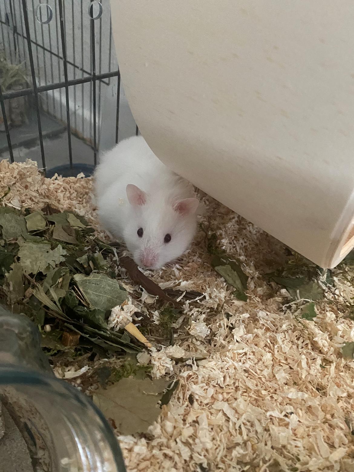 Hamster Sky *Himmelgnaver* billede 3