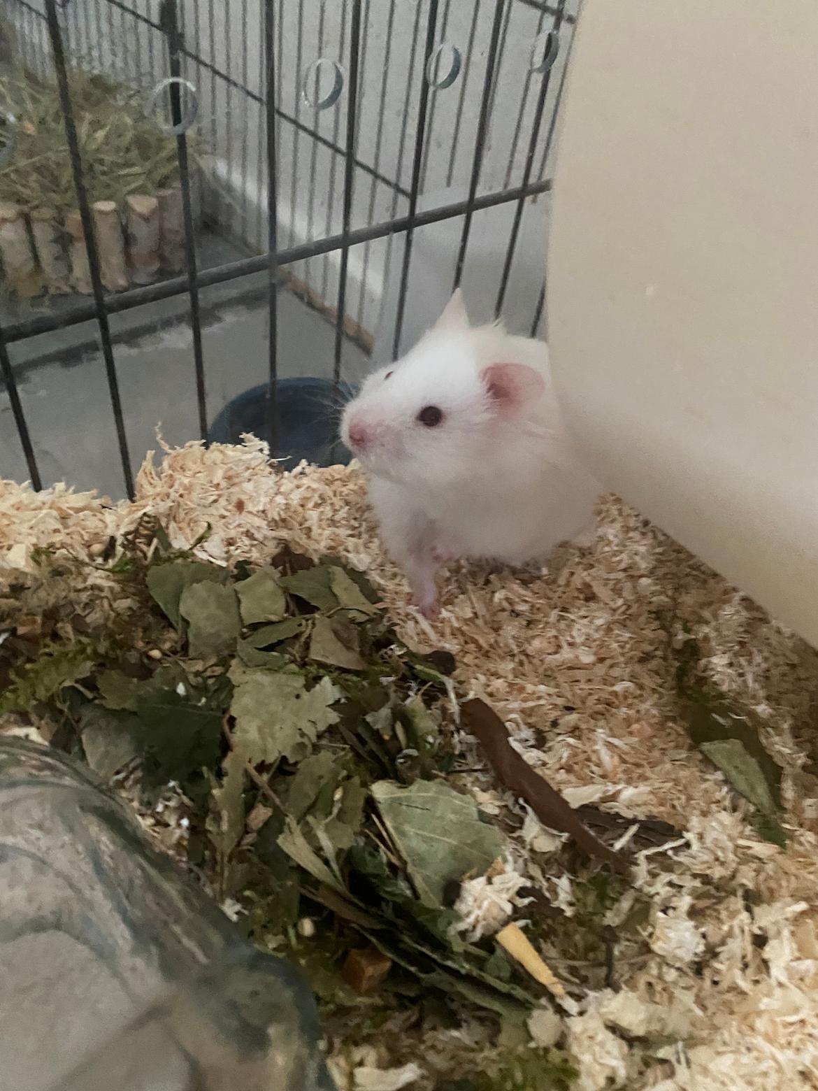 Hamster Sky *Himmelgnaver* billede 4