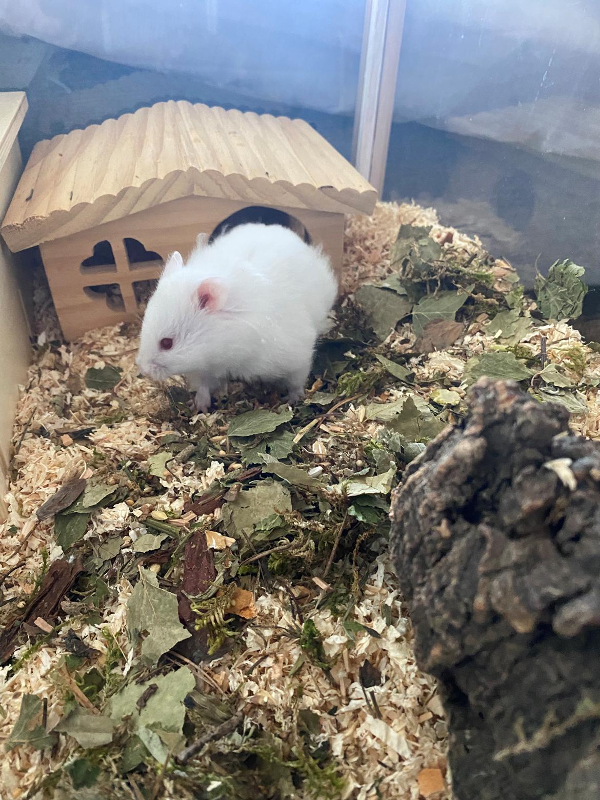 Hamster Sky *Himmelgnaver* billede 5