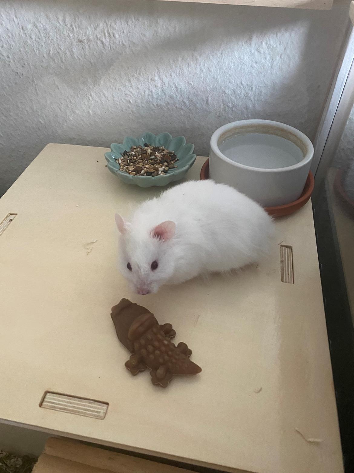 Hamster Sky *Himmelgnaver* billede 7