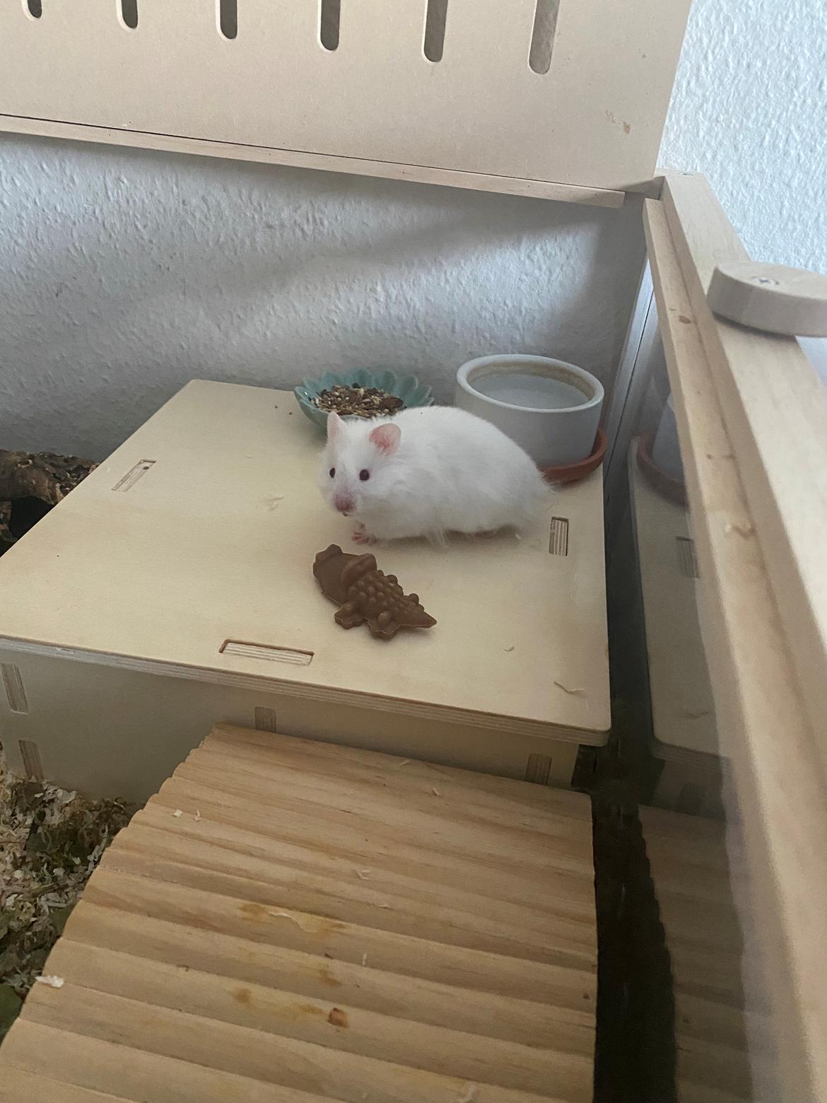 Hamster Sky *Himmelgnaver* billede 8