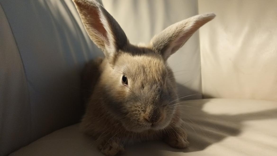 Kanin Messi billede 22