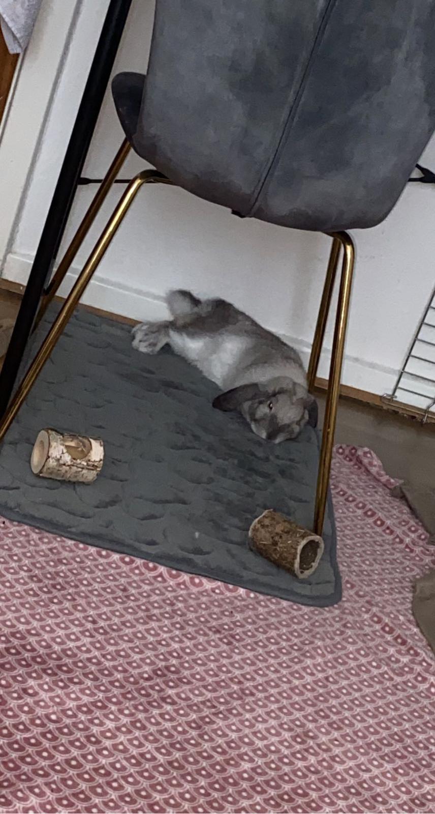 Kanin Alba "Himmelkanin" billede 24