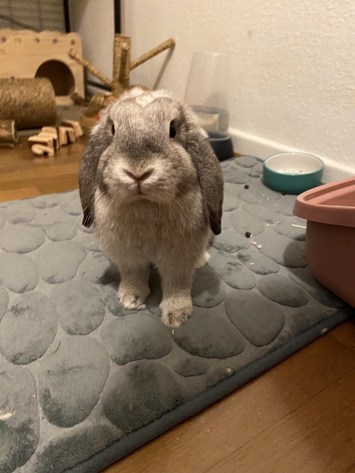 Kanin Alba "Himmelkanin" billede 18