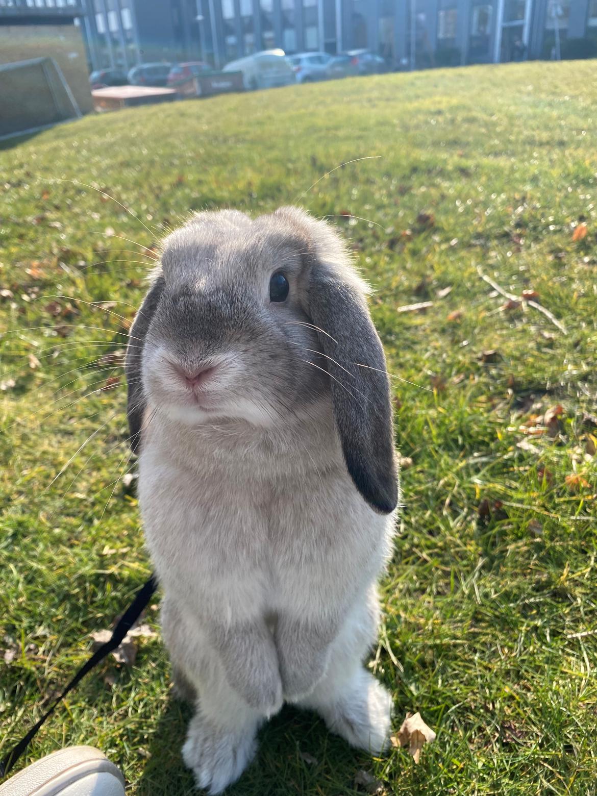 Kanin Alba "Himmelkanin" billede 27