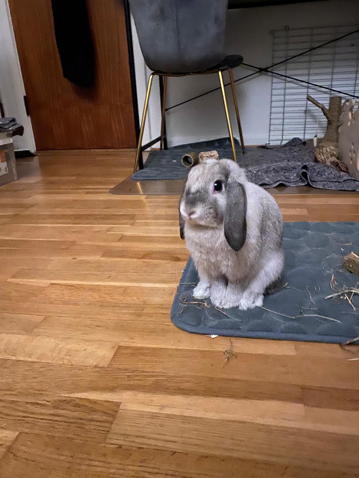 Kanin Alba "Himmelkanin" billede 30