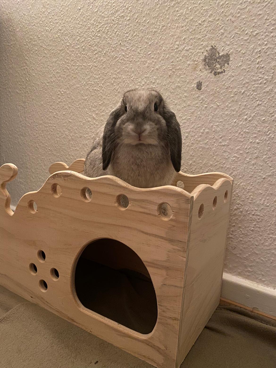 Kanin Alba "Himmelkanin" billede 34