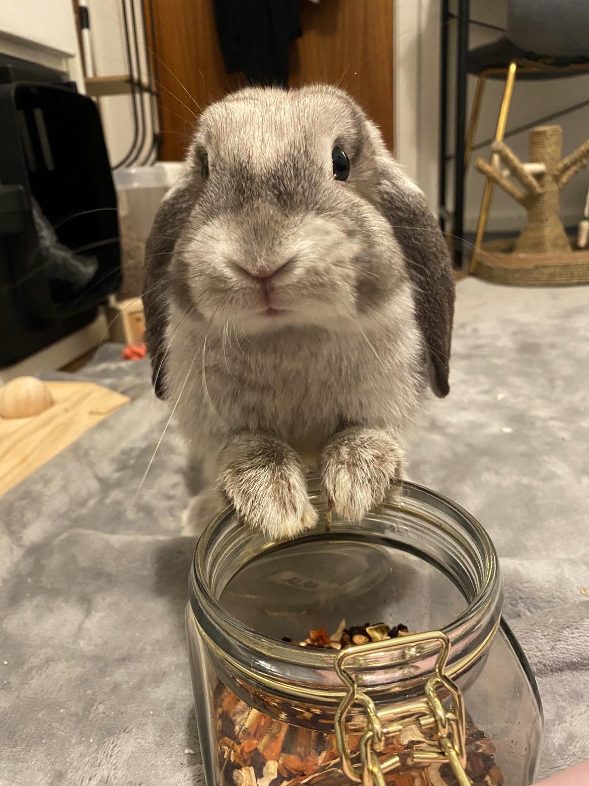 Kanin Alba "Himmelkanin" billede 38