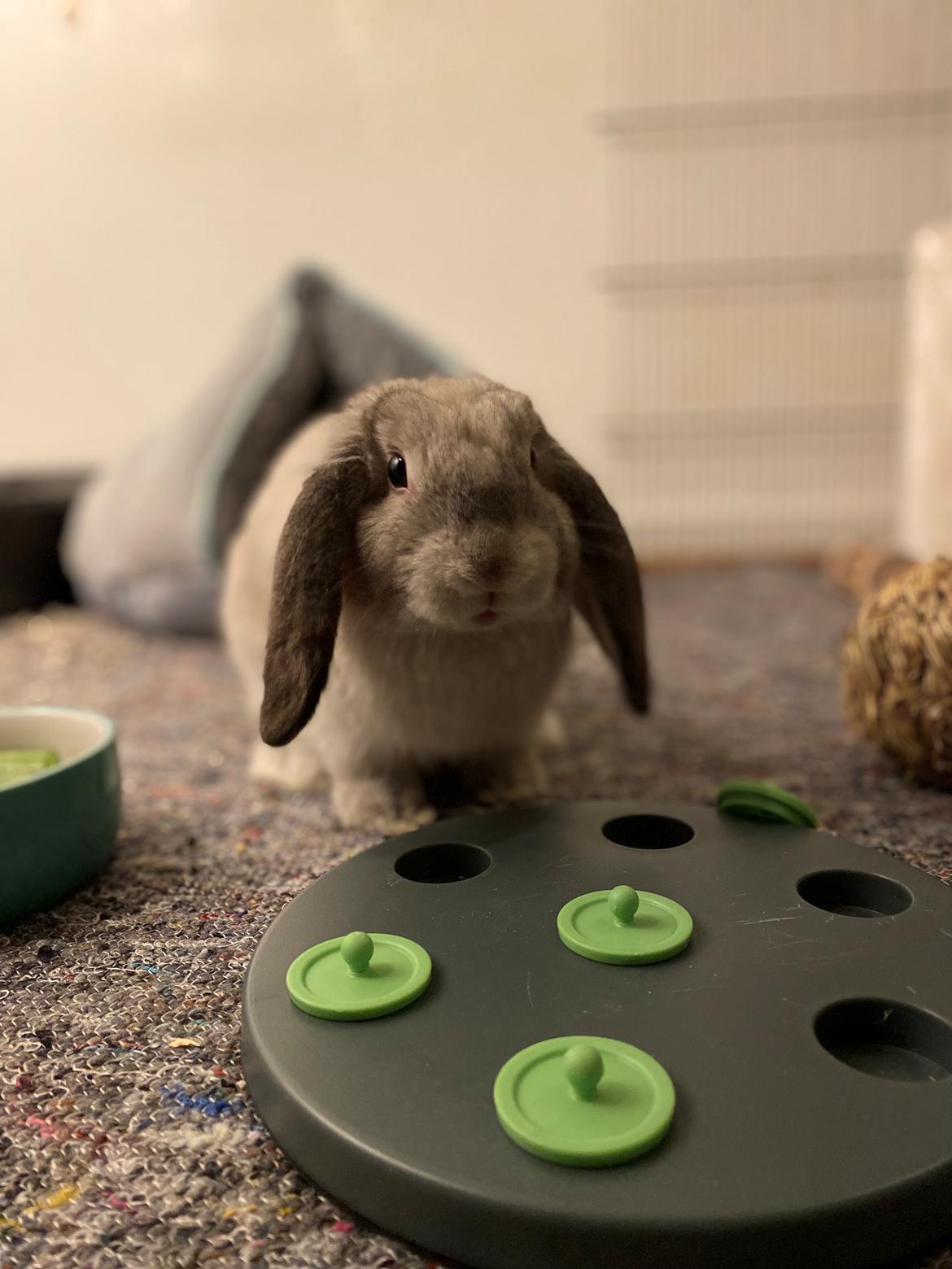 Kanin Alba "Himmelkanin" billede 39