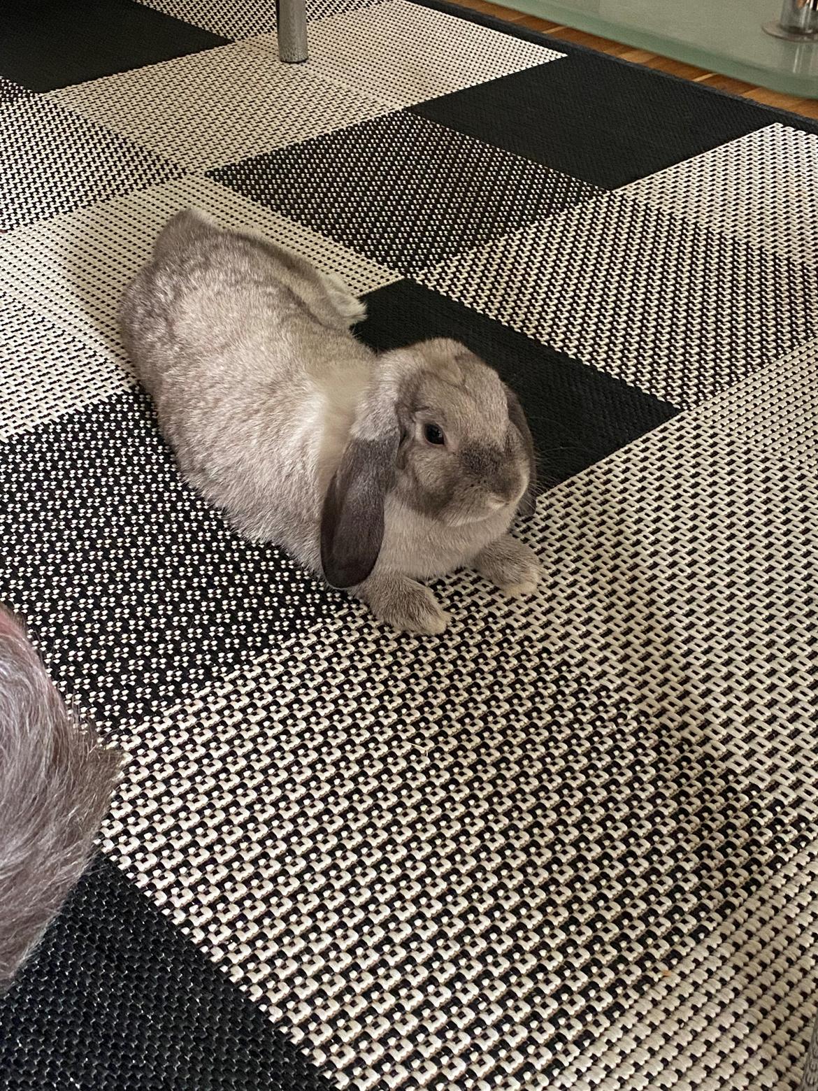 Kanin Alba "Himmelkanin" billede 37