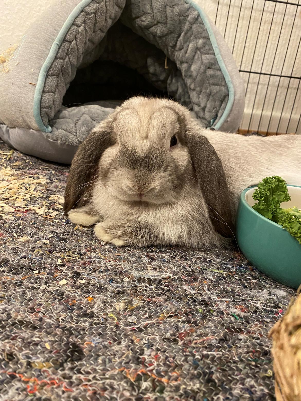 Kanin Alba "Himmelkanin" billede 40