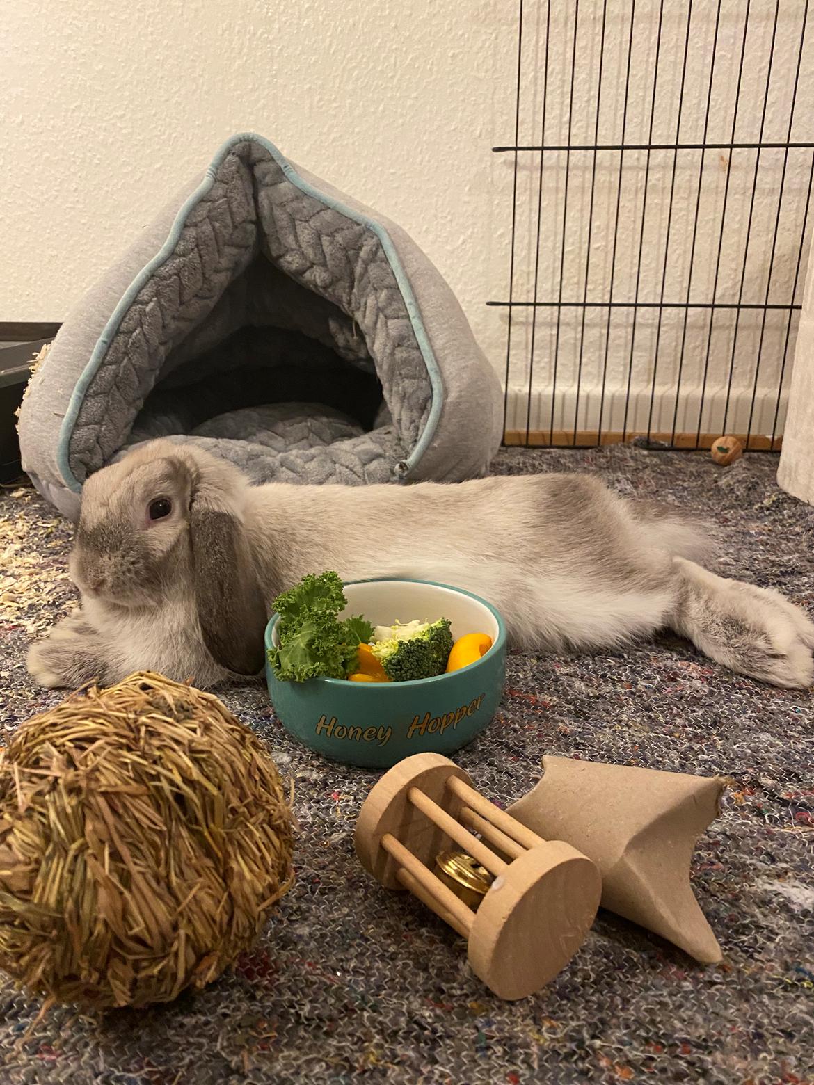 Kanin Alba "Himmelkanin" billede 41