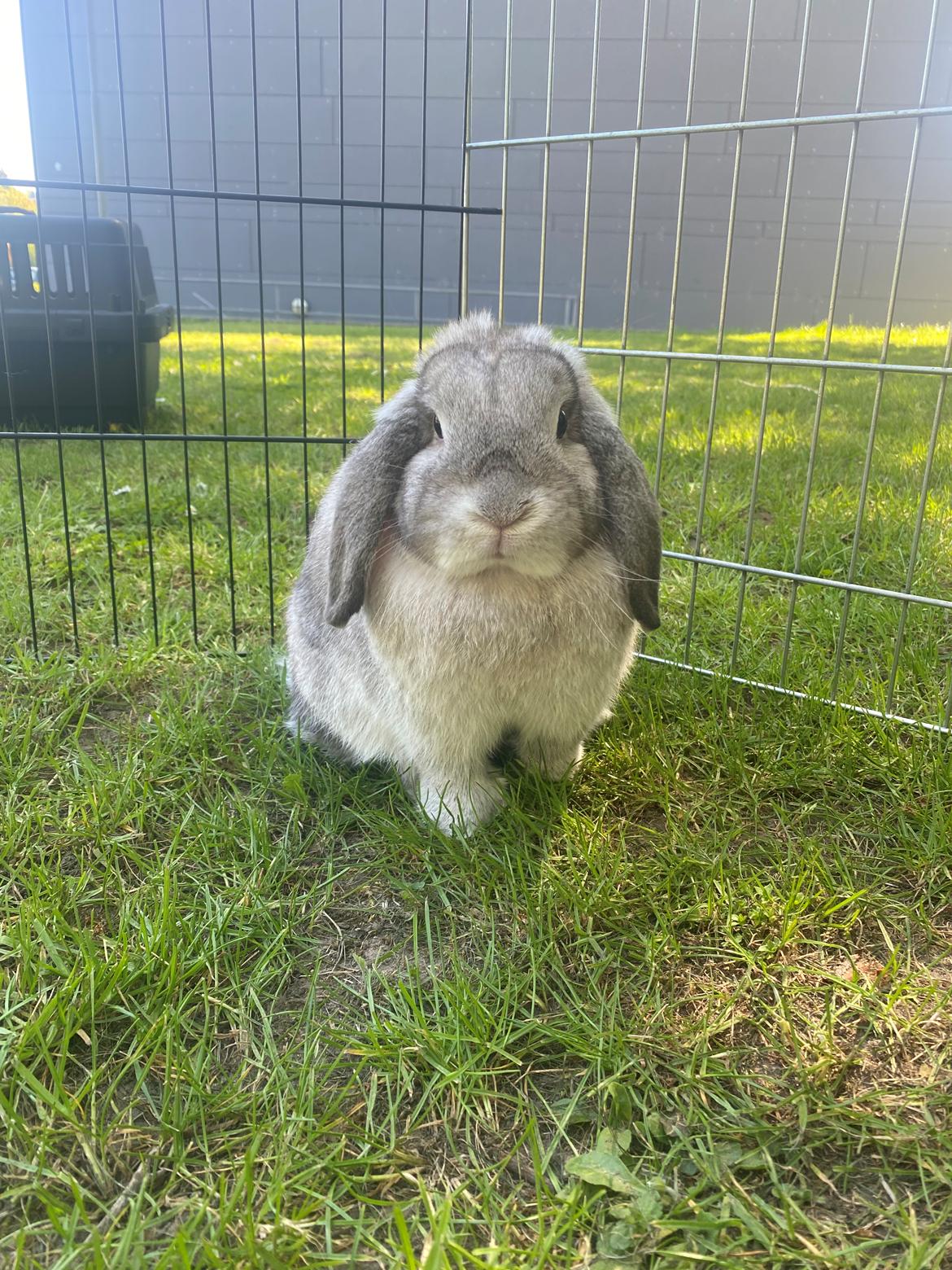 Kanin Alba "Himmelkanin" billede 1