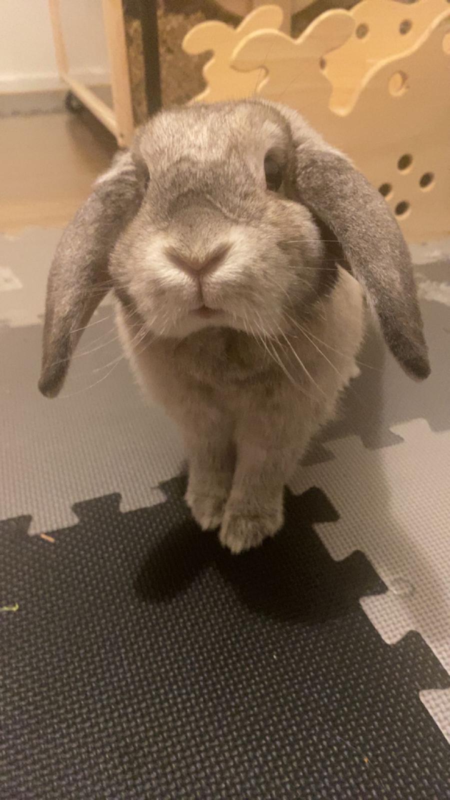 Kanin Alba "Himmelkanin" billede 4